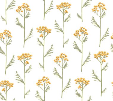 Beyaz bir arka planda tanasetum. Tansy çiçekleriyle kusursuz desen. Botanik el çizimi çizimi