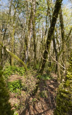 05.11.2017. Rusya. Soçi. H. G. Shaposhnikov adını taşıyan Kafkas devleti doğal biyosfer rezervi.