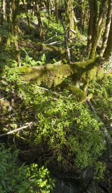 05.11.2017. Rusya. Soçi. H. G. Shaposhnikov adını taşıyan Kafkas devleti doğal biyosfer rezervi.