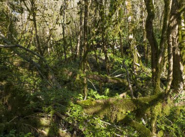 05.11.2017. Rusya. Soçi. H. G. Shaposhnikov adını taşıyan Kafkas devleti doğal biyosfer rezervi.