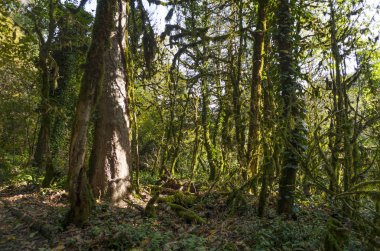 05.11.2017. Rusya. Soçi. H. G. Shaposhnikov adını taşıyan Kafkas devleti doğal biyosfer rezervi.