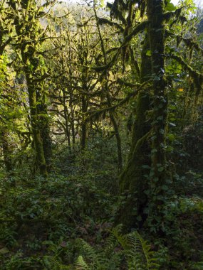 05.11.2017. Rusya. Soçi. H. G. Shaposhnikov adını taşıyan Kafkas devleti doğal biyosfer rezervi.
