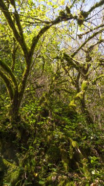 05.11.2017. Rusya. Soçi. H. G. Shaposhnikov adını taşıyan Kafkas devleti doğal biyosfer rezervi.