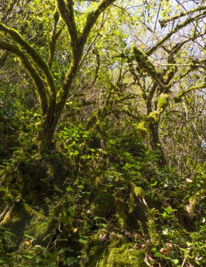 05.11.2017. Rusya. Soçi. H. G. Shaposhnikov adını taşıyan Kafkas devleti doğal biyosfer rezervi.