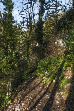 05.11.2017. Rusya. Soçi. Yew-boxwood korusu. H. G. Shaposhnikov adını taşıyan Kafkas devleti doğal biyosfer rezervi.