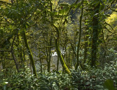 05.11.2017. Rusya. Soçi. H. G. Shaposhnikov adını taşıyan Kafkas devleti doğal biyosfer rezervi.