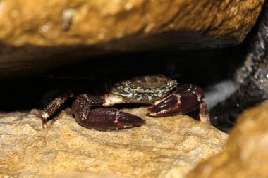 Taş altında Yengeç