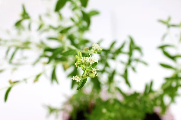 Stevia rebaudiana, byliny, květy — Stock fotografie