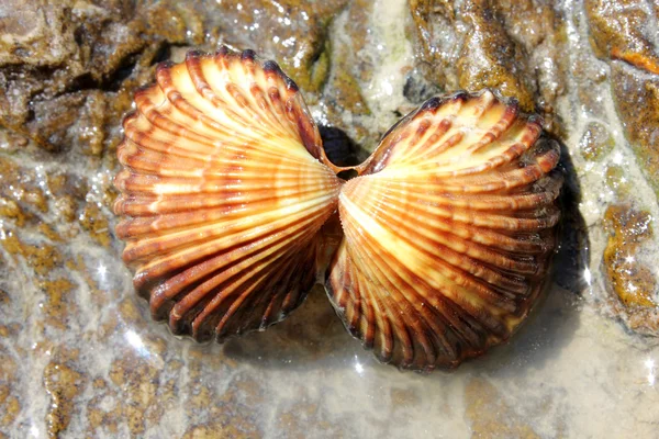 Shells on stone - brown — Stock Photo, Image