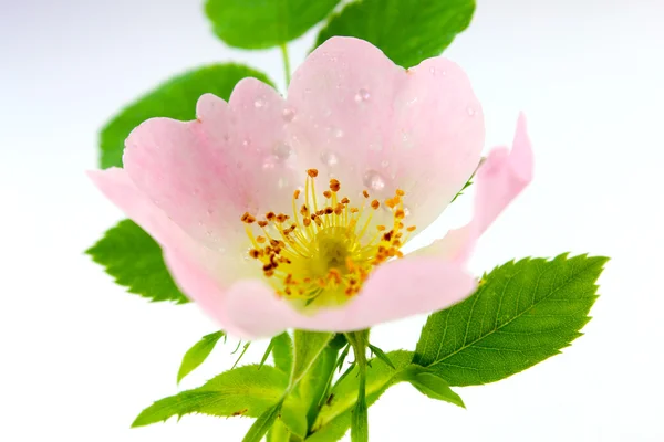 Rosa canina, divoká růže - květ — Stock fotografie