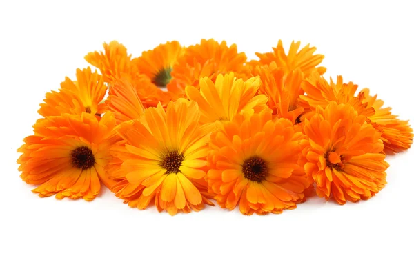 Calendula flower, marigold, herbs — Stock Photo, Image