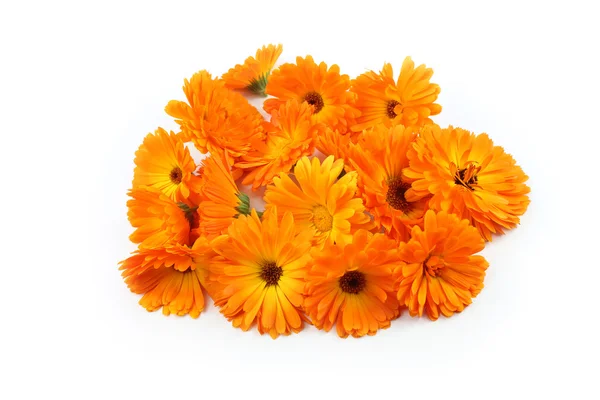 Calendula flower, marigold, herbs — Stock Photo, Image
