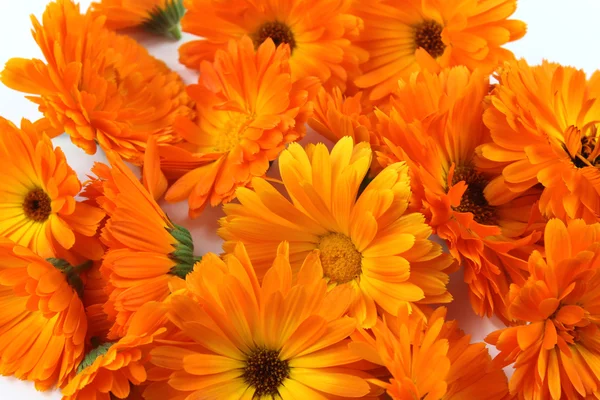 Calendula bloem, Goudsbloem, kruiden — Stockfoto