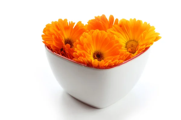 Calendula bloem, Goudsbloem in hart — Stockfoto