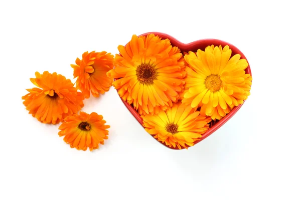 Calendula flower, marigold in heart — Stock Photo, Image