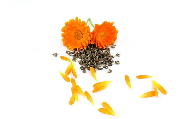 Calendula bloem, Goudsbloem, zaden — Stockfoto