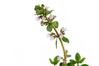 izole mercanköşk bloom