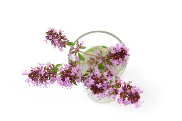 Tymián, mateřídouška květina ve skle — Stock fotografie