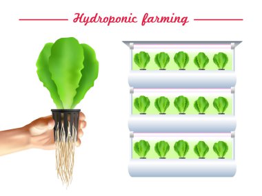 Hydroponics sistemi Poster