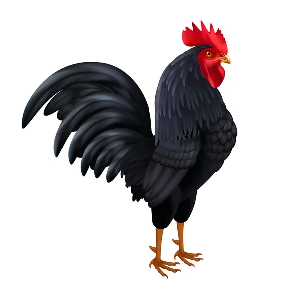 Изображение: Black Rooster Revic Side View — стоковый вектор
