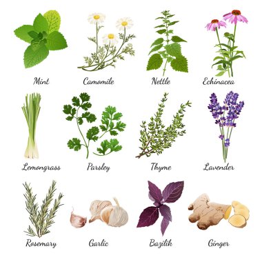 Spices And Meadow Flowers Herbal Set clipart