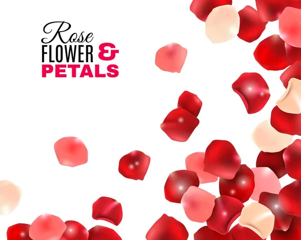 Rosa flor pétalos fondo — Vector de stock