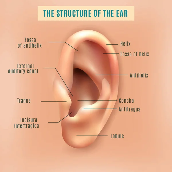 Human Ear Structure Medical Background Poster — Stock Vector