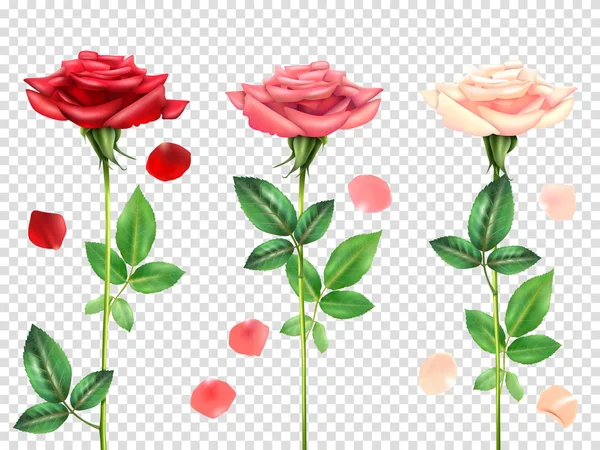 Ensemble de roses réalistes — Image vectorielle