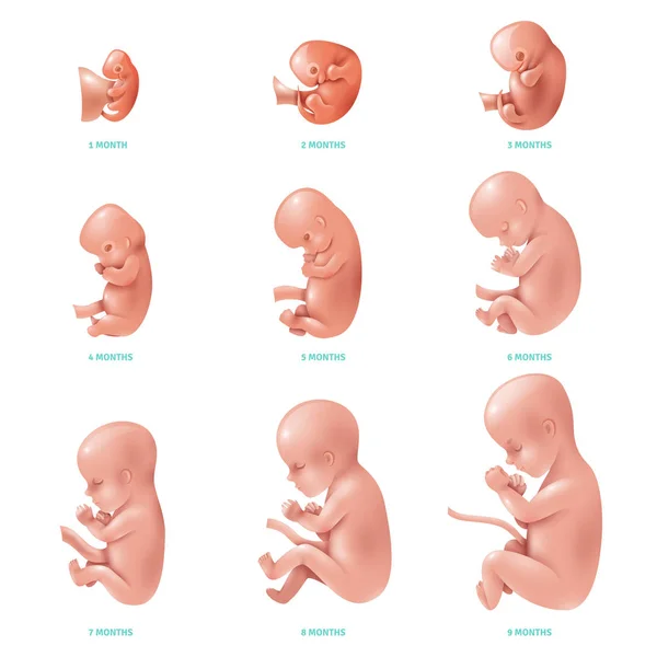 Ensemble d'icônes intérieur du foetus humain — Image vectorielle