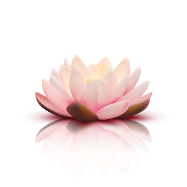 3B çiçek Lotus