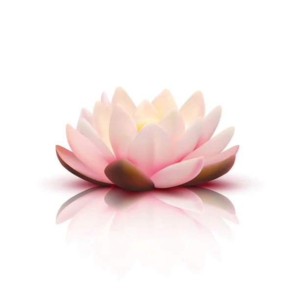 3d Blume von Lotus — Stockvektor