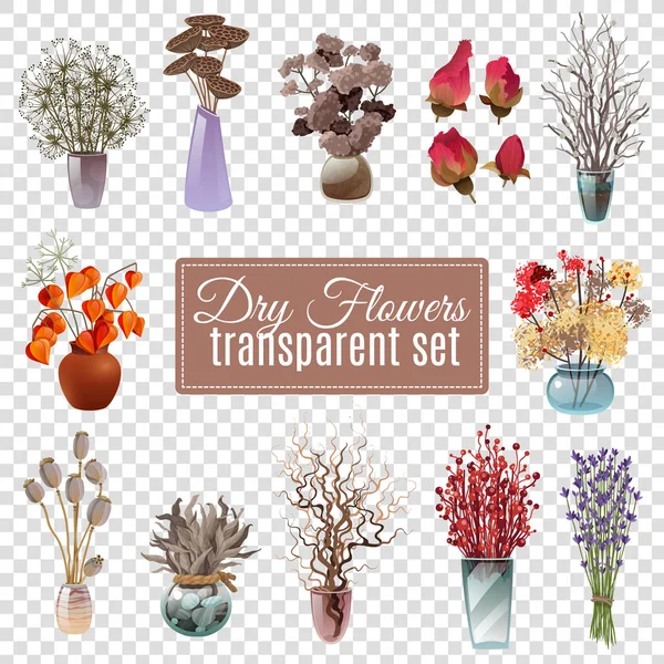 Set transparente de flores secas — Vector de stock