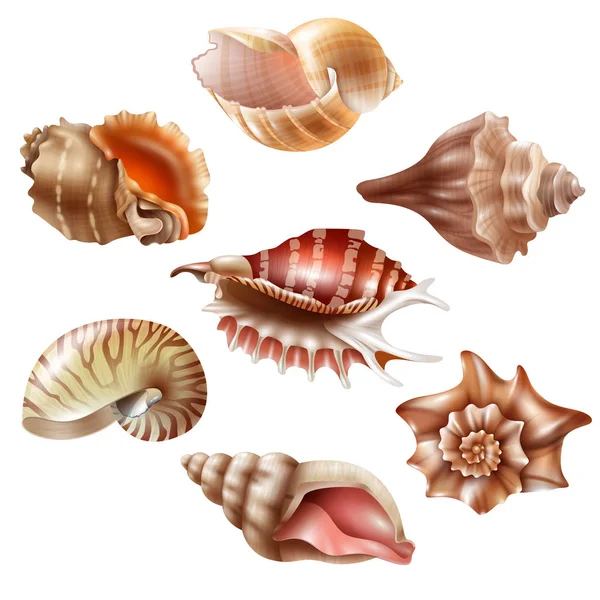 Realistico Seashell Set — Vettoriale Stock
