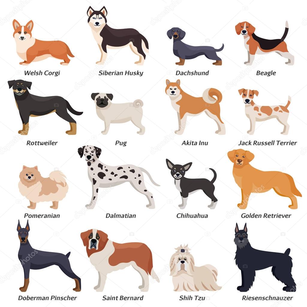 Colored Purebred Dogs Icon Set