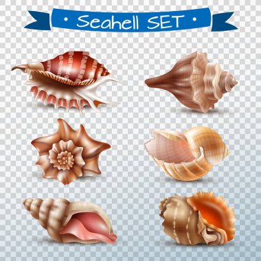 Seashell şeffaf Set