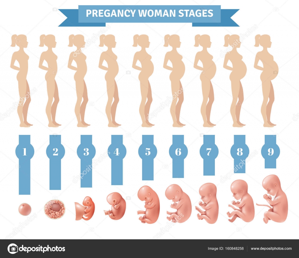Как растет ребенок в животе видео. Беременность по неделям картинки плода в животе по неделям. Формирование ребенка в утробе. Этапы развития эмбрион зародыш. Ребенок в утробе по месяцам.