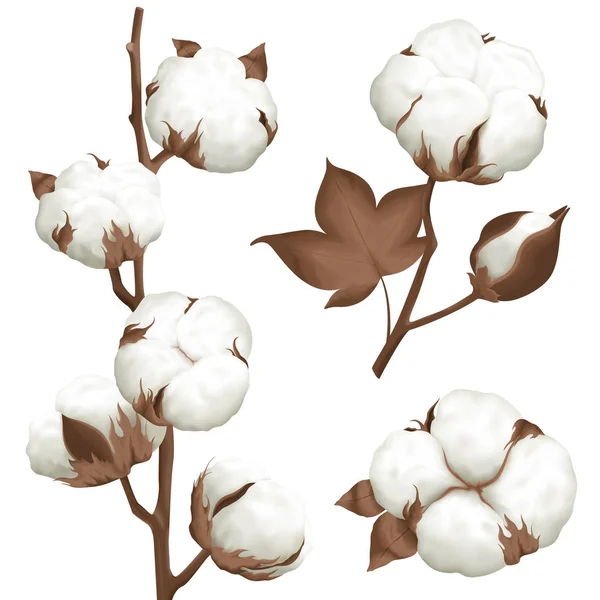 Cotton Plant Boll Realistic Set — Stock Vector