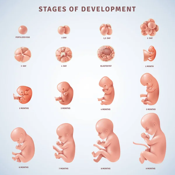 Étapes du développement embryonnaire humain — Image vectorielle