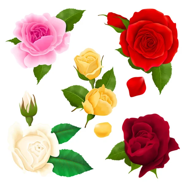 Rose Set realista — Vector de stock