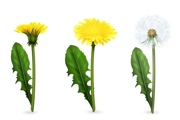 Karahindiba çiçekli gerçekçi kümesi, farklı evrelerinde — Stok Vektör
