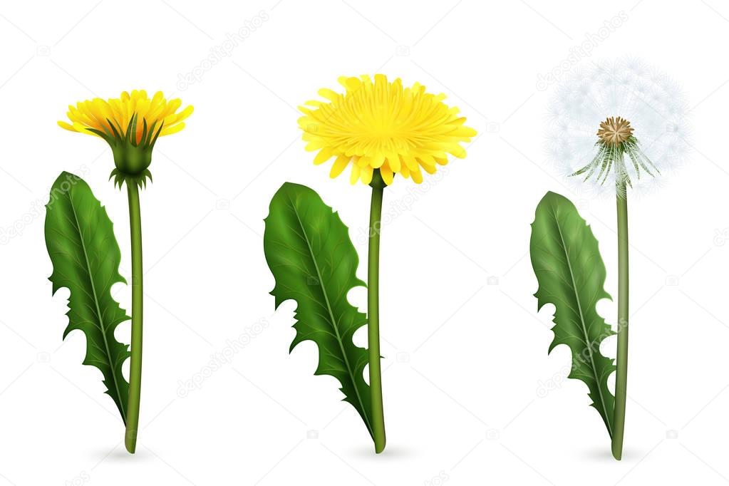  Dandelion In Different Stages Of Flowering Realistic Set