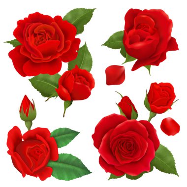Gerçekçi gül çiçek Icon Set