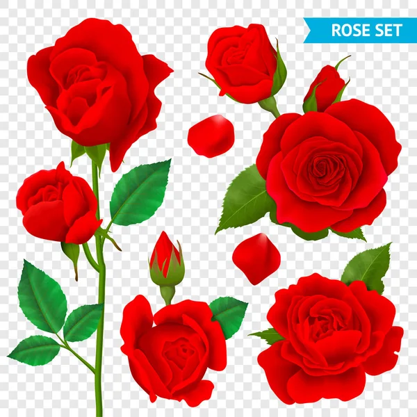 Rose Set transparente realista — Archivo Imágenes Vectoriales