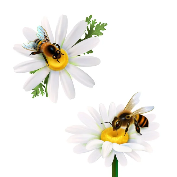 Abejas de miel sentadas en flores de margarita — Vector de stock
