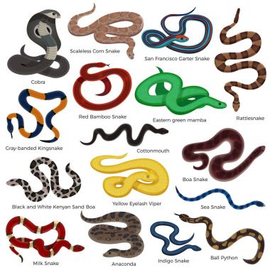 Poisonous Snakes Cartoon Set clipart