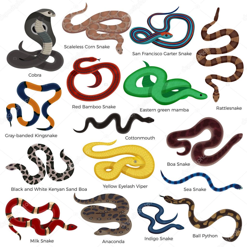 Poisonous Snakes Cartoon Set