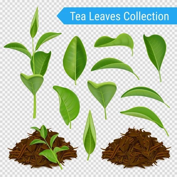 Feuilles de thé réalistes Ensemble transparent — Image vectorielle