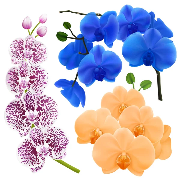 Fleurs d'orchidée Collection colorée réaliste — Image vectorielle