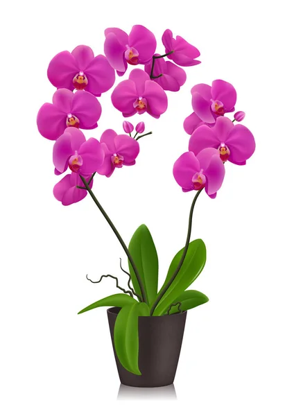 Purple Orchid In Flowerpot — Stock Vector