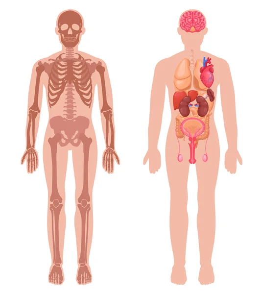 Anatomie des Menschen — Stockvektor